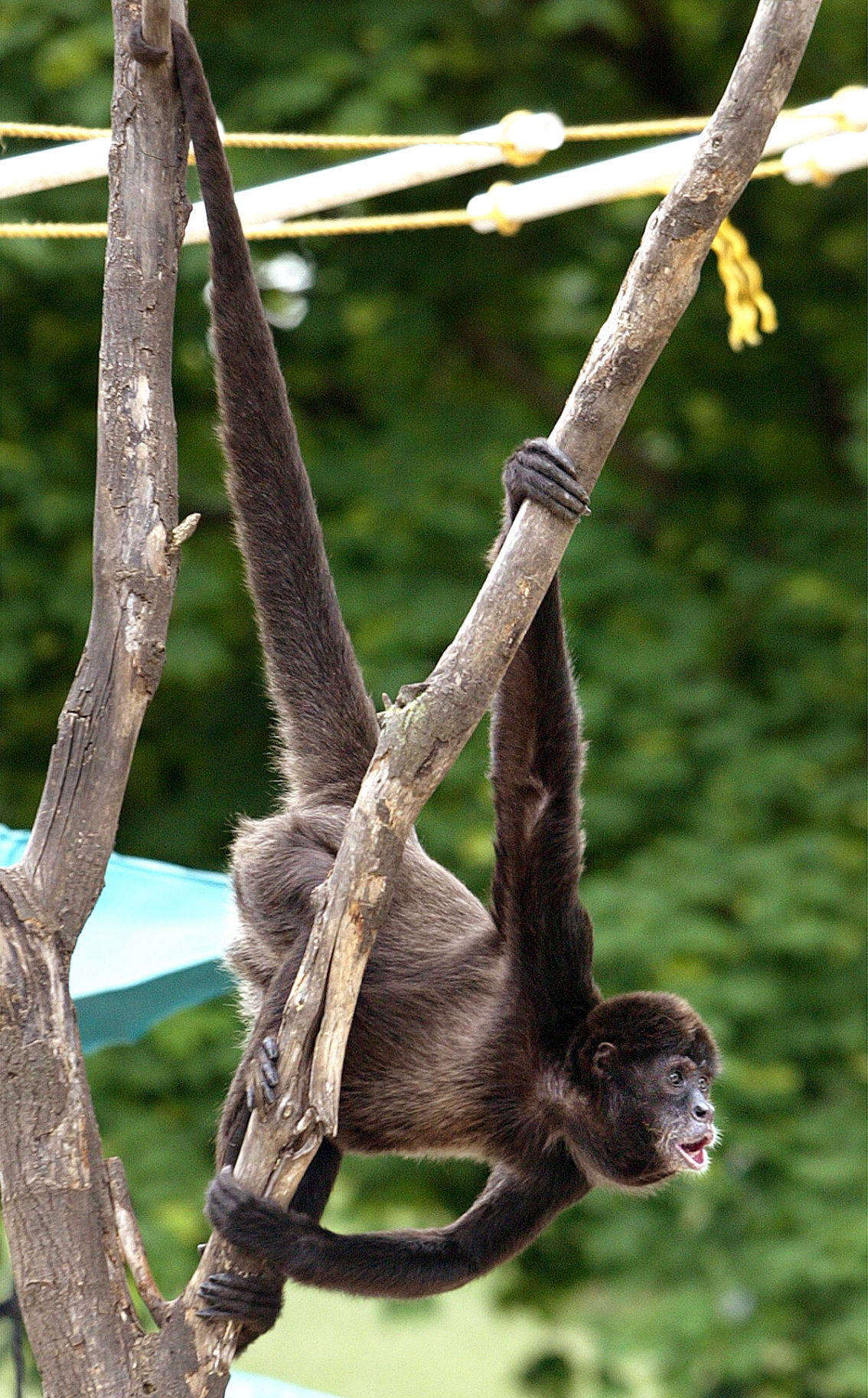 Myrick Park Zoo